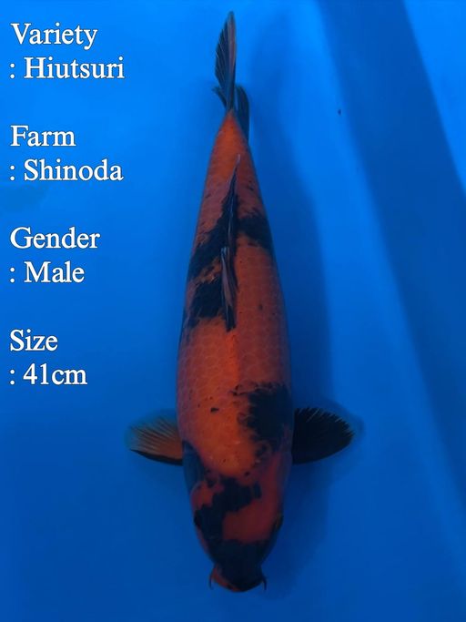 HIUTSURI SHINODA 41cm