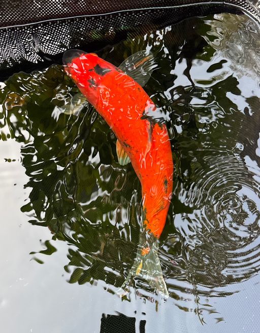 HI UTSURI STRONG 45cm