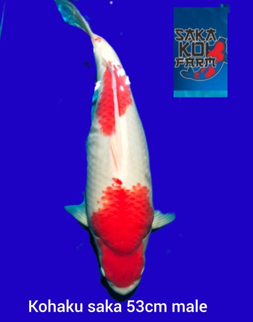 KOHAKU SAKA KOI 53cm