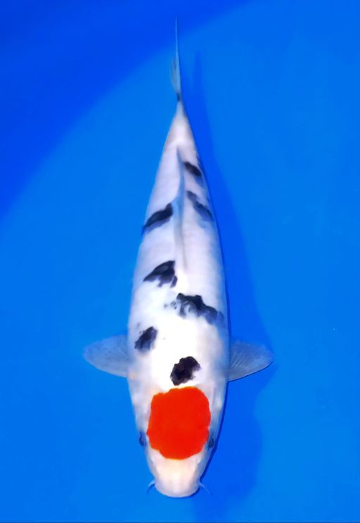 TANCHO SANKE BLODLINE SAKAI 25cm
