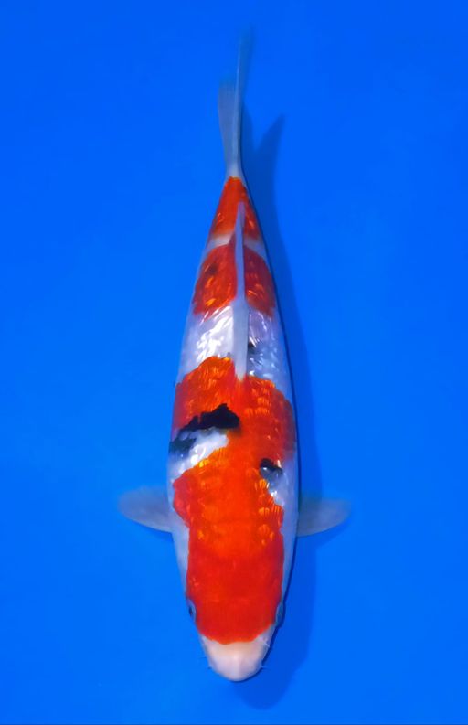 SANKE GINDRIN BLODLINE SHINODA 25cm