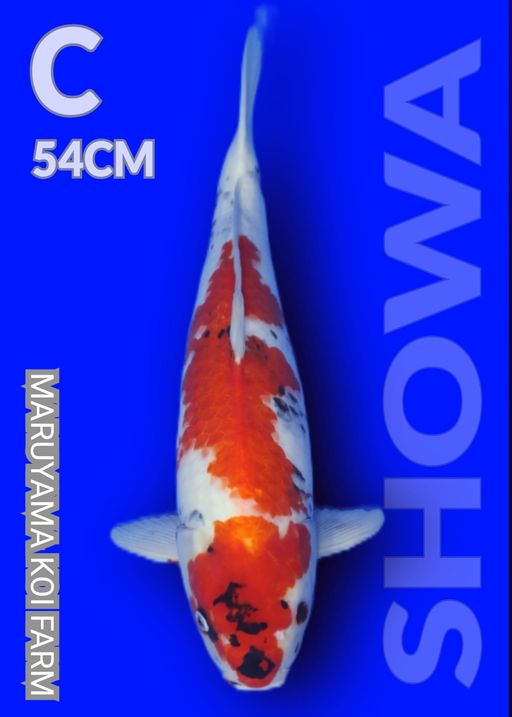 MARUYAMA SHOWA 54cm