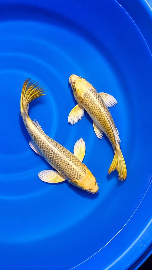 DUO KUMFAY OGON CAKEF BANGET KUMFAY IDOLA KITAA SEMUA 32cm