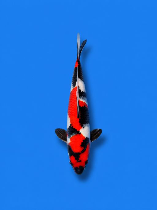 SHOWA SANSHOKU MINIO MEWAH PATERN MAHAL SQ 15cm