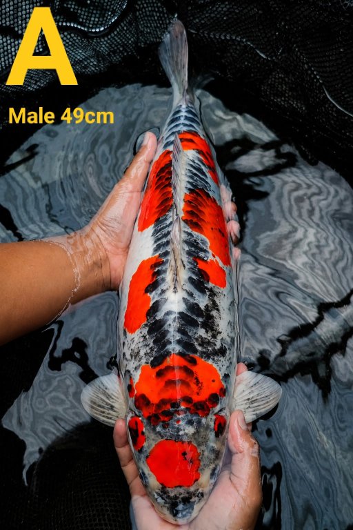 MARUTEN KUJAKU DOITSU 49cm