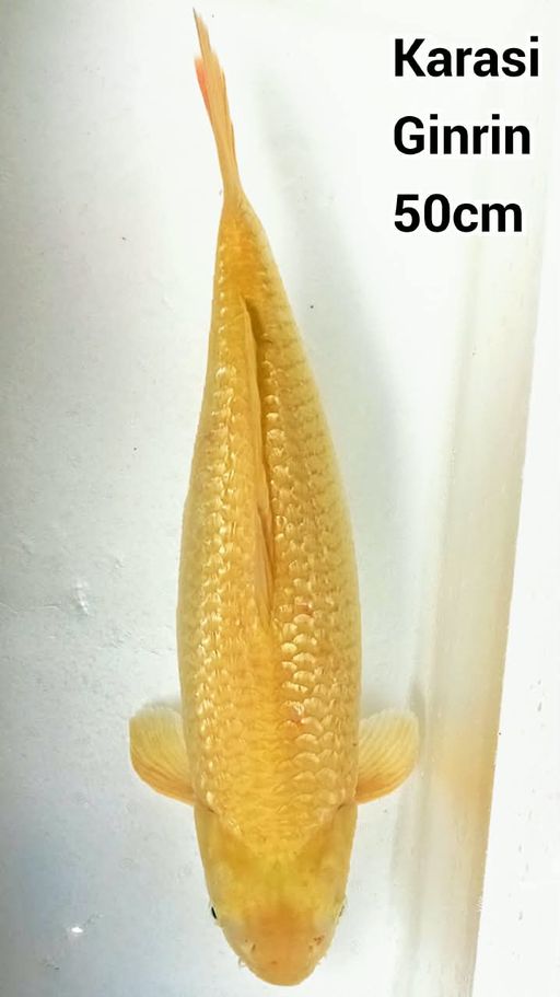 GINRIN KARASI FEMALE 50cm