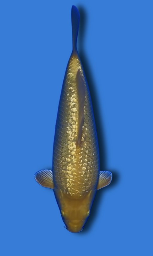KARASHI GINDRIN 36cm