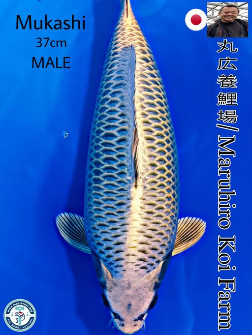 SUPERB SHOW QUALITY MUKASHI OGON IMPORT FROM MARUHIRO KOI FARM 37cm