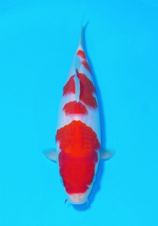 KOHAKUBULKY AKF 25cm