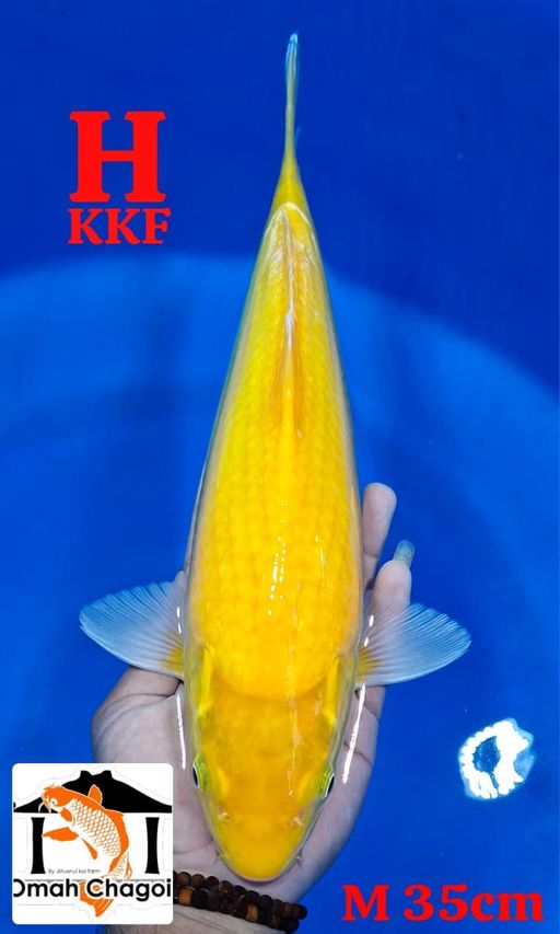 KARASI LEMON KKF 35cm