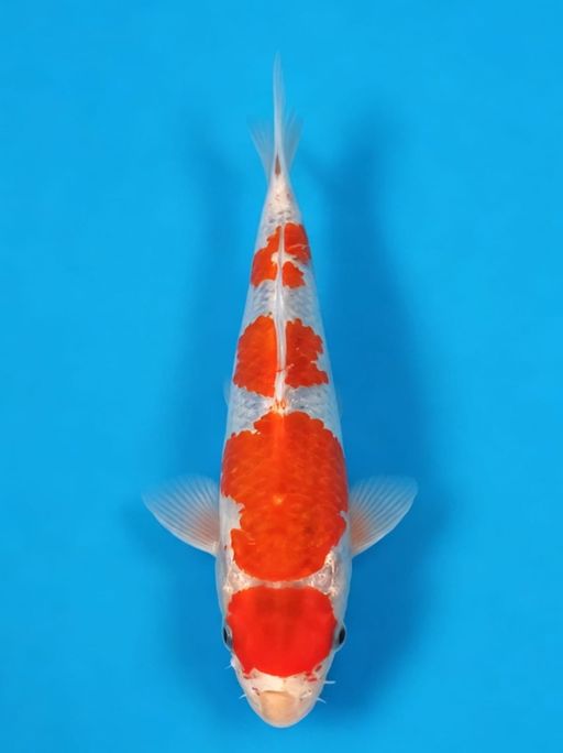 MARUTEN GOSHIKI 25cm
