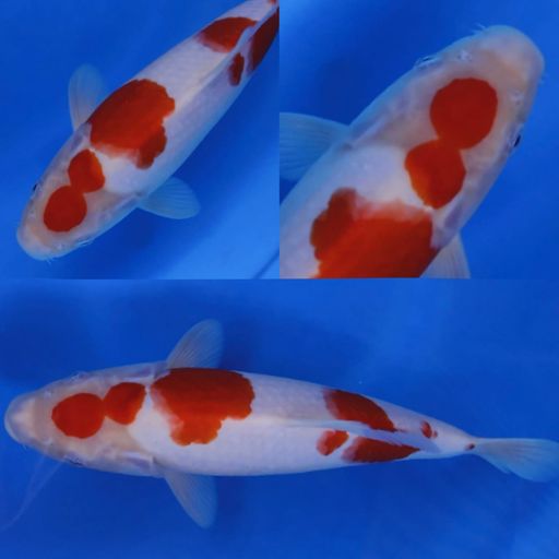 KOHAKU ORI 29cm