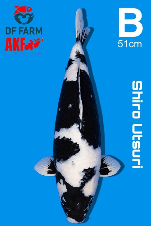 SUPER SHIRO UTSURI AKF 51cm