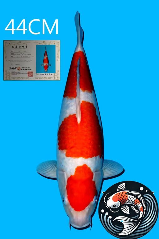 KOHAKU IMPORT SAKAI UNCHEK 44cm