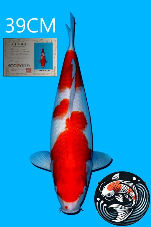 KOHAKU IMPORT SAKAI UNCHEK 39cm