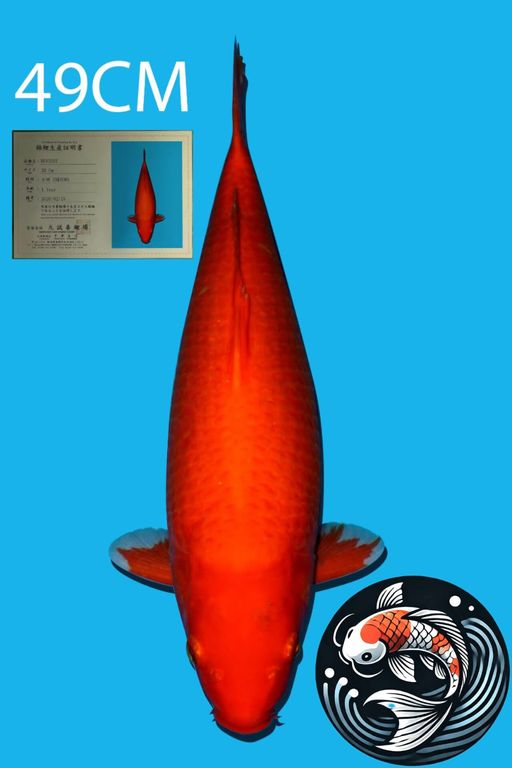 RED BENIGOI IMPORT MARUSEI UNCHEK 49cm