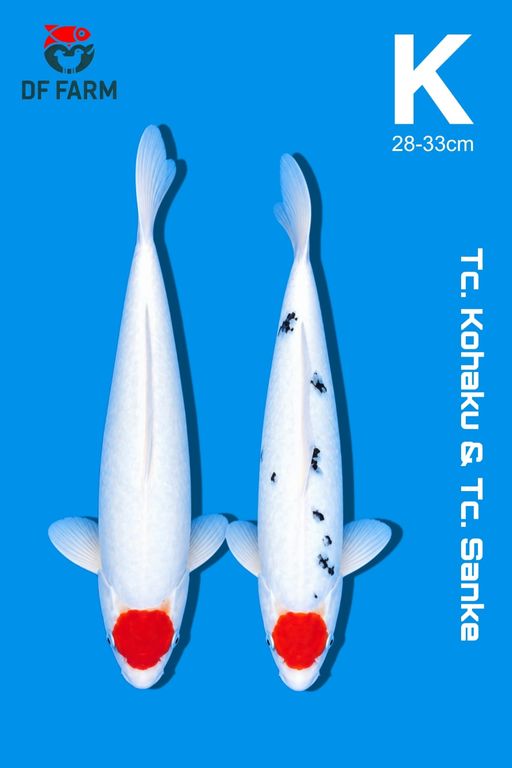 PAKET TANCHO KOHAKU DAN TANCHO SANKE 28 33cm