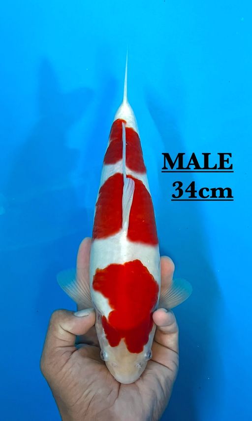 KOHAKU LINE AKF 34cm