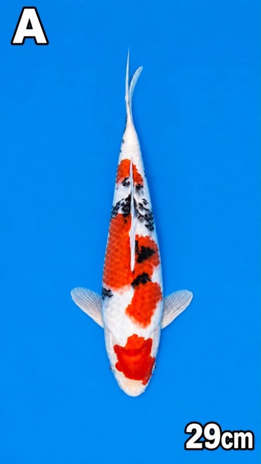 MARUTEN SANKE TSUBOSUMI 29cm