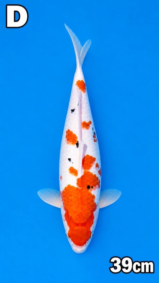 SANKE POLA SAKURA 39cm