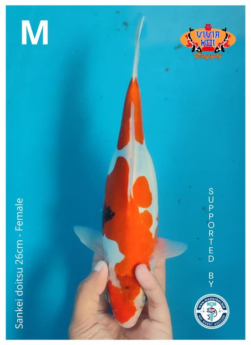 SANKEI DOITSU 26cm