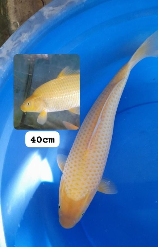 KARASI JAGUNG REBUS 40cm