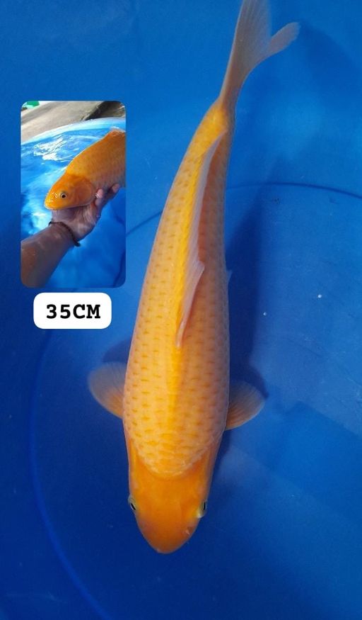 KARASI CORN 35cm