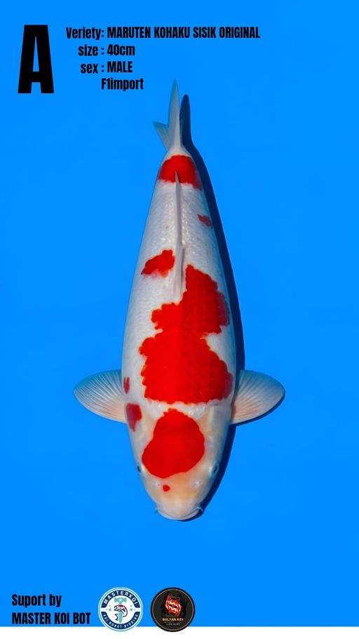 MARUTEN KOHAKU SISIK ORIGINAL POLA ORIGINAL BENY NYA MERAH SHAINING NON SHASI BODY NYA BAGUS MATA NYA BERCINCIN TULANGAN BESAR CALON JUMBO 40cm
