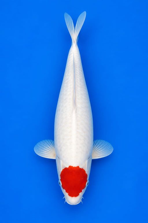 TANCHO KOHAKU BLOODLINE AKF BODY TEBAL 45cm