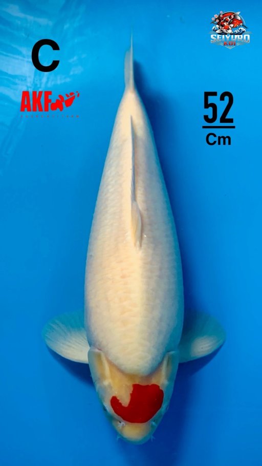 TANCO KOHAKU BY AKFBULKY BERPUNUK CAKEP 52cm