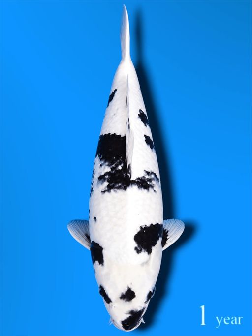 BERSERTIFIKAT SHIRO MARUSEI KOI FARM PUTIH SHINING BODYBULLKY BAKAT JUMBO 33cm