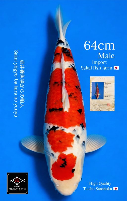 TAISHO SANSHOKU IMPORT 64cm
