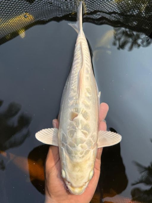 PLATINUM ARAGOKE 28cm