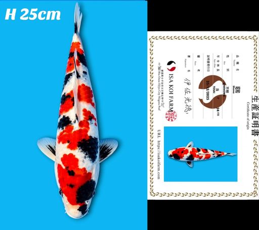 SUPER KINDAI SHOWA ISA KOI FARM GOOD PATTERN BENNI 3 COLOUR DI MUKA MOTOGORO SEIMBANG 4 STEP BENNI SHUMI PATTERN VERY GOOD 27cm