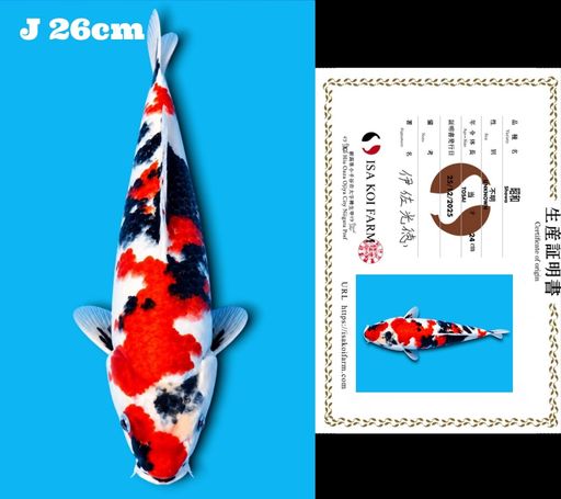 SUPER SHOWA ISA KOI FARM GOOD FUTURE 3 COLOUR DI MUKA SHUMI BASAH UNIQ PATTERN BENNI NYA MOTOGORO NYA SEIMBANG PULA 26cm