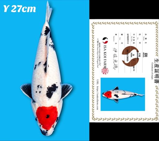 TANCHO SHOWA ISA KOI FARM TANCHO SIMETRIS DAN MOTOGORO SEIMBANG 27cm