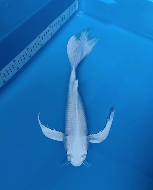 KUMPAY PLATINUM OGON 45cm
