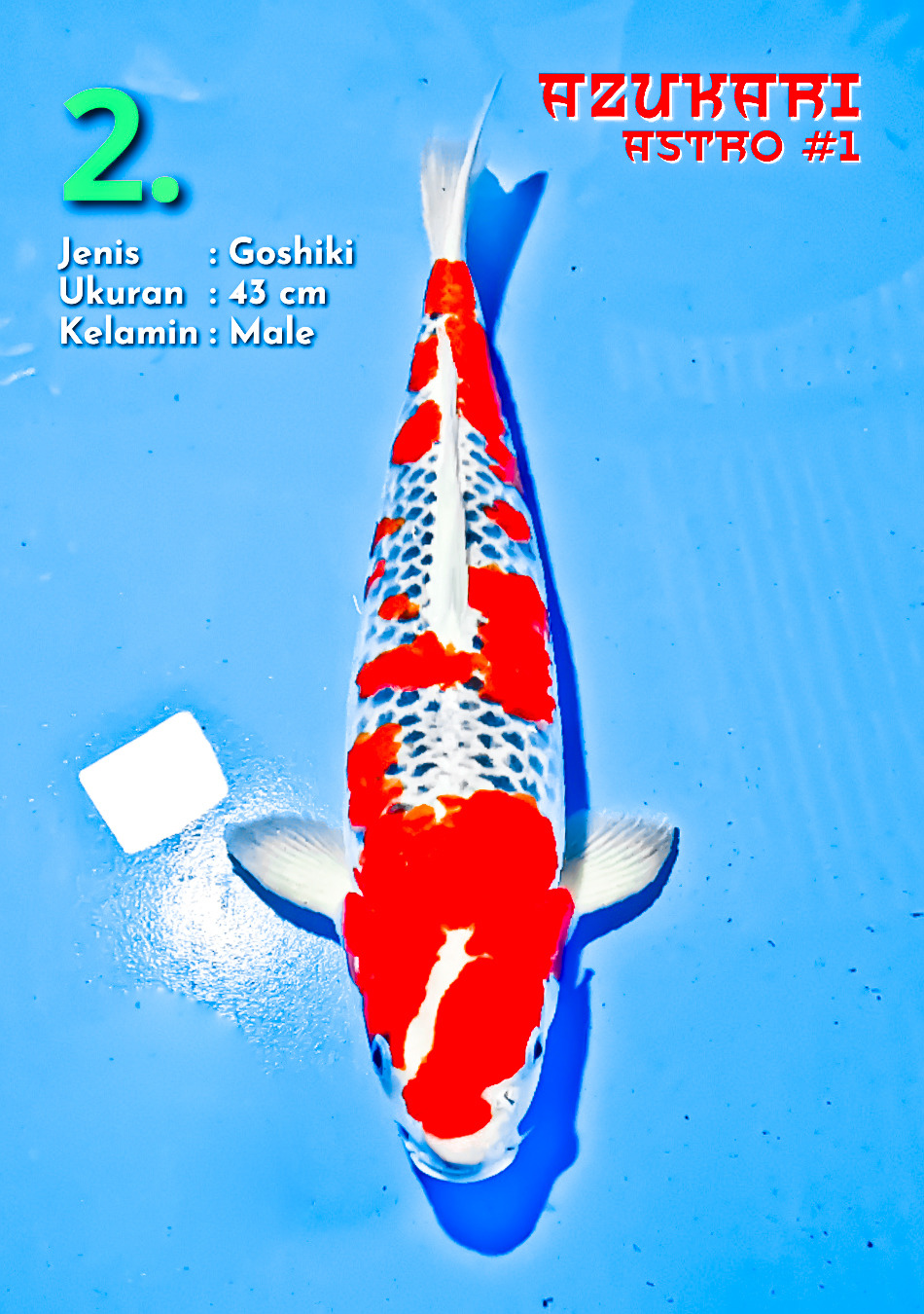 Ikan Koi GOSHIKI 43cm, lelang koi GOSHIKI 43cm, jual koi GOSHIKI 43cm, beli koi GOSHIKI 43cm, Lelang Koi Online, Jual Beli Ikan Koi, Pusat Jual Beli Koi, Info Lelang Koi Hari Ini, Platform Jual Beli Koi, Jual Beli Ikan Koi Online, Marketplace Ikan Koi, Jual Koi Terbaik, Tempat Beli Koi Berkualitas, Pasar Ikan Koi Online Terpercaya, Penjual Ikan Koi Terpercaya, Beli Koi Hias Online, Ikan Koi untuk Dijual, Koi Kualitas Terbaik, Toko Online Ikan Koi, Koi Hias Untuk Dijual, Jual Beli Ikan Koi Lokal, Koi Indonesia Online, Pusat Jual Beli Koi Terbesar