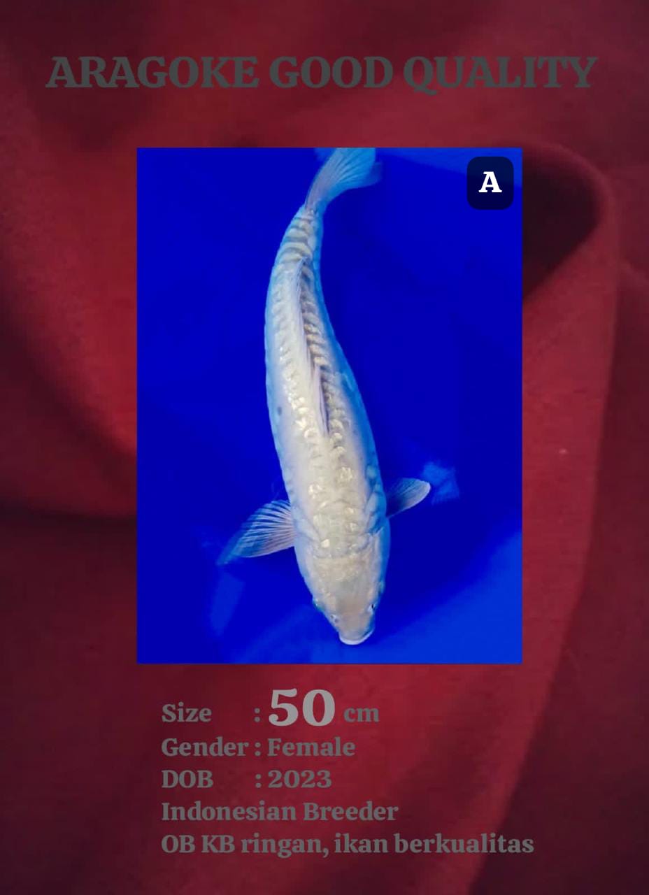 Ikan Koi ARAGOKE 50cm, lelang koi ARAGOKE 50cm, jual koi ARAGOKE 50cm, beli koi ARAGOKE 50cm, Lelang Koi Online, Jual Beli Ikan Koi, Pusat Jual Beli Koi, Info Lelang Koi Hari Ini, Platform Jual Beli Koi, Jual Beli Ikan Koi Online, Marketplace Ikan Koi, Jual Koi Terbaik, Tempat Beli Koi Berkualitas, Pasar Ikan Koi Online Terpercaya, Penjual Ikan Koi Terpercaya, Beli Koi Hias Online, Ikan Koi untuk Dijual, Koi Kualitas Terbaik, Toko Online Ikan Koi, Koi Hias Untuk Dijual, Jual Beli Ikan Koi Lokal, Koi Indonesia Online, Pusat Jual Beli Koi Terbesar