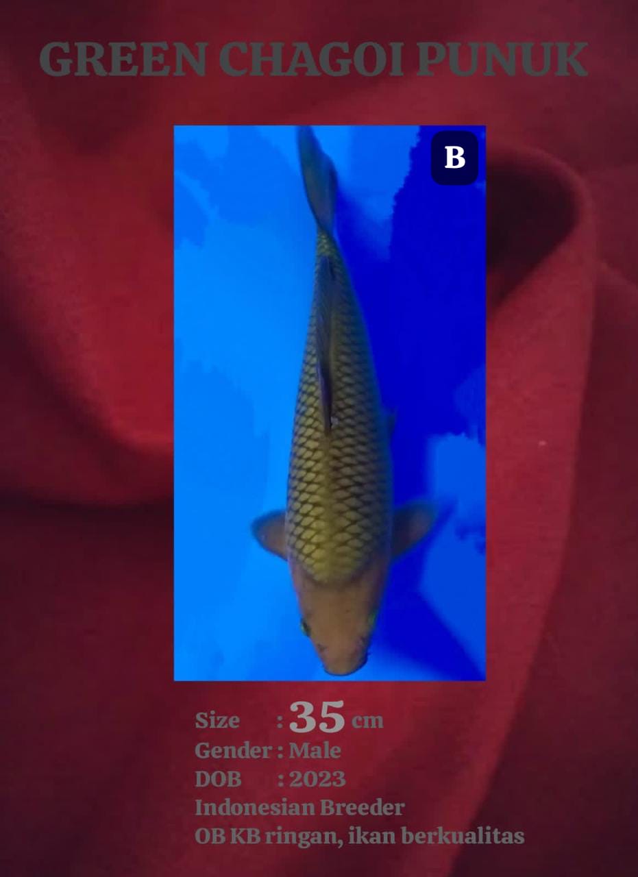 Ikan Koi GREEN CHAGOII 35cm, lelang koi GREEN CHAGOII 35cm, jual koi GREEN CHAGOII 35cm, beli koi GREEN CHAGOII 35cm, Lelang Koi Online, Jual Beli Ikan Koi, Pusat Jual Beli Koi, Info Lelang Koi Hari Ini, Platform Jual Beli Koi, Jual Beli Ikan Koi Online, Marketplace Ikan Koi, Jual Koi Terbaik, Tempat Beli Koi Berkualitas, Pasar Ikan Koi Online Terpercaya, Penjual Ikan Koi Terpercaya, Beli Koi Hias Online, Ikan Koi untuk Dijual, Koi Kualitas Terbaik, Toko Online Ikan Koi, Koi Hias Untuk Dijual, Jual Beli Ikan Koi Lokal, Koi Indonesia Online, Pusat Jual Beli Koi Terbesar