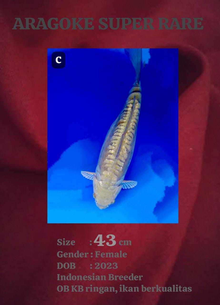 Ikan Koi ARAGOKE 43cm, lelang koi ARAGOKE 43cm, jual koi ARAGOKE 43cm, beli koi ARAGOKE 43cm, Lelang Koi Online, Jual Beli Ikan Koi, Pusat Jual Beli Koi, Info Lelang Koi Hari Ini, Platform Jual Beli Koi, Jual Beli Ikan Koi Online, Marketplace Ikan Koi, Jual Koi Terbaik, Tempat Beli Koi Berkualitas, Pasar Ikan Koi Online Terpercaya, Penjual Ikan Koi Terpercaya, Beli Koi Hias Online, Ikan Koi untuk Dijual, Koi Kualitas Terbaik, Toko Online Ikan Koi, Koi Hias Untuk Dijual, Jual Beli Ikan Koi Lokal, Koi Indonesia Online, Pusat Jual Beli Koi Terbesar