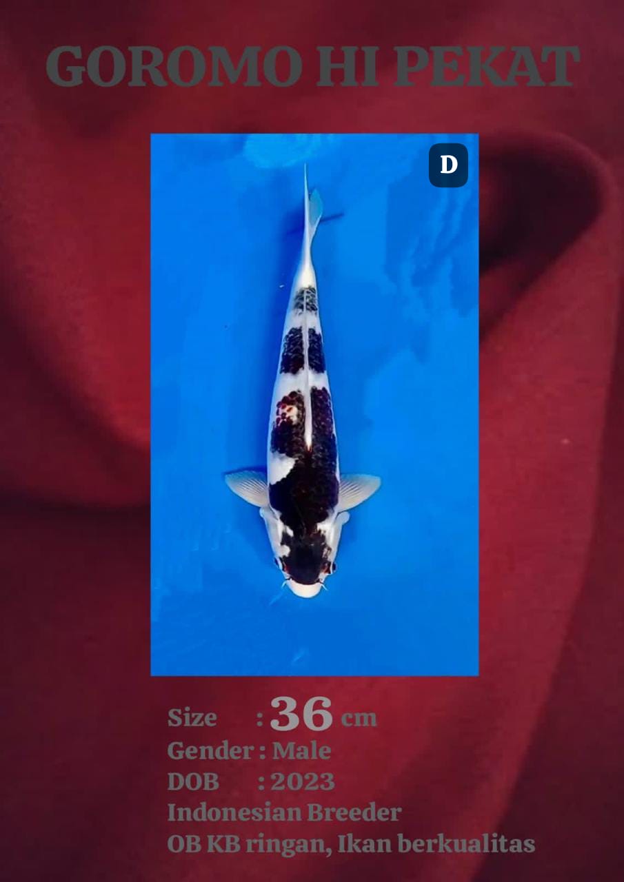 Ikan Koi BUDO GOROMO HQ 36cm, lelang koi BUDO GOROMO HQ 36cm, jual koi BUDO GOROMO HQ 36cm, beli koi BUDO GOROMO HQ 36cm, Lelang Koi Online, Jual Beli Ikan Koi, Pusat Jual Beli Koi, Info Lelang Koi Hari Ini, Platform Jual Beli Koi, Jual Beli Ikan Koi Online, Marketplace Ikan Koi, Jual Koi Terbaik, Tempat Beli Koi Berkualitas, Pasar Ikan Koi Online Terpercaya, Penjual Ikan Koi Terpercaya, Beli Koi Hias Online, Ikan Koi untuk Dijual, Koi Kualitas Terbaik, Toko Online Ikan Koi, Koi Hias Untuk Dijual, Jual Beli Ikan Koi Lokal, Koi Indonesia Online, Pusat Jual Beli Koi Terbesar