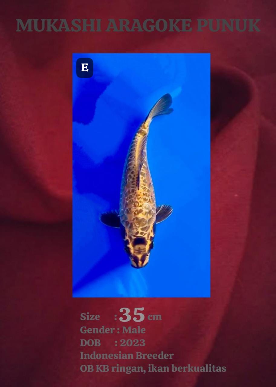 Ikan Koi MUKASHI ARAGOKE 35cm, lelang koi MUKASHI ARAGOKE 35cm, jual koi MUKASHI ARAGOKE 35cm, beli koi MUKASHI ARAGOKE 35cm, Lelang Koi Online, Jual Beli Ikan Koi, Pusat Jual Beli Koi, Info Lelang Koi Hari Ini, Platform Jual Beli Koi, Jual Beli Ikan Koi Online, Marketplace Ikan Koi, Jual Koi Terbaik, Tempat Beli Koi Berkualitas, Pasar Ikan Koi Online Terpercaya, Penjual Ikan Koi Terpercaya, Beli Koi Hias Online, Ikan Koi untuk Dijual, Koi Kualitas Terbaik, Toko Online Ikan Koi, Koi Hias Untuk Dijual, Jual Beli Ikan Koi Lokal, Koi Indonesia Online, Pusat Jual Beli Koi Terbesar