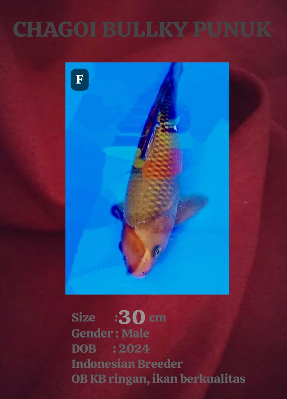 Ikan Koi CHAGOI 30cm, lelang koi CHAGOI 30cm, jual koi CHAGOI 30cm, beli koi CHAGOI 30cm, Lelang Koi Online, Jual Beli Ikan Koi, Pusat Jual Beli Koi, Info Lelang Koi Hari Ini, Platform Jual Beli Koi, Jual Beli Ikan Koi Online, Marketplace Ikan Koi, Jual Koi Terbaik, Tempat Beli Koi Berkualitas, Pasar Ikan Koi Online Terpercaya, Penjual Ikan Koi Terpercaya, Beli Koi Hias Online, Ikan Koi untuk Dijual, Koi Kualitas Terbaik, Toko Online Ikan Koi, Koi Hias Untuk Dijual, Jual Beli Ikan Koi Lokal, Koi Indonesia Online, Pusat Jual Beli Koi Terbesar