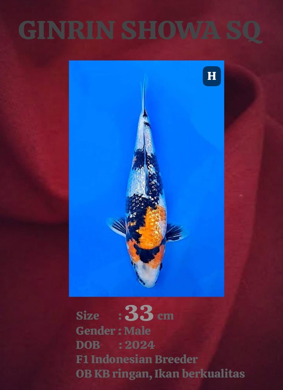 Ikan Koi GINRIN SHOWA SQ 33cm, lelang koi GINRIN SHOWA SQ 33cm, jual koi GINRIN SHOWA SQ 33cm, beli koi GINRIN SHOWA SQ 33cm, Lelang Koi Online, Jual Beli Ikan Koi, Pusat Jual Beli Koi, Info Lelang Koi Hari Ini, Platform Jual Beli Koi, Jual Beli Ikan Koi Online, Marketplace Ikan Koi, Jual Koi Terbaik, Tempat Beli Koi Berkualitas, Pasar Ikan Koi Online Terpercaya, Penjual Ikan Koi Terpercaya, Beli Koi Hias Online, Ikan Koi untuk Dijual, Koi Kualitas Terbaik, Toko Online Ikan Koi, Koi Hias Untuk Dijual, Jual Beli Ikan Koi Lokal, Koi Indonesia Online, Pusat Jual Beli Koi Terbesar