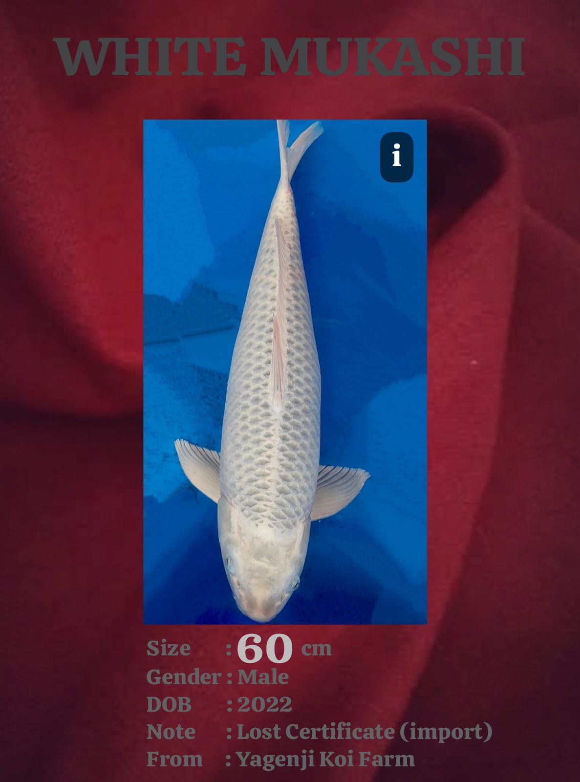 Ikan Koi WHITE MUKASHI 60cm, lelang koi WHITE MUKASHI 60cm, jual koi WHITE MUKASHI 60cm, beli koi WHITE MUKASHI 60cm, Lelang Koi Online, Jual Beli Ikan Koi, Pusat Jual Beli Koi, Info Lelang Koi Hari Ini, Platform Jual Beli Koi, Jual Beli Ikan Koi Online, Marketplace Ikan Koi, Jual Koi Terbaik, Tempat Beli Koi Berkualitas, Pasar Ikan Koi Online Terpercaya, Penjual Ikan Koi Terpercaya, Beli Koi Hias Online, Ikan Koi untuk Dijual, Koi Kualitas Terbaik, Toko Online Ikan Koi, Koi Hias Untuk Dijual, Jual Beli Ikan Koi Lokal, Koi Indonesia Online, Pusat Jual Beli Koi Terbesar