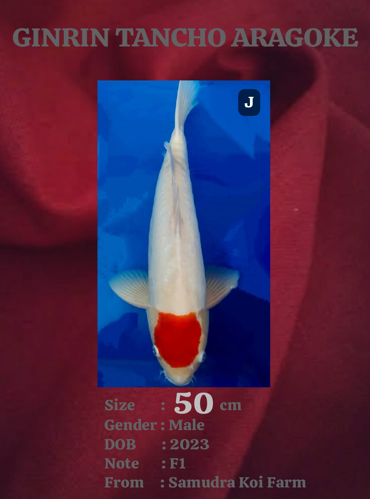 Ikan Koi GINRIN TANCHO ARAGOKE DOIT 50cm, lelang koi GINRIN TANCHO ARAGOKE DOIT 50cm, jual koi GINRIN TANCHO ARAGOKE DOIT 50cm, beli koi GINRIN TANCHO ARAGOKE DOIT 50cm, Lelang Koi Online, Jual Beli Ikan Koi, Pusat Jual Beli Koi, Info Lelang Koi Hari Ini, Platform Jual Beli Koi, Jual Beli Ikan Koi Online, Marketplace Ikan Koi, Jual Koi Terbaik, Tempat Beli Koi Berkualitas, Pasar Ikan Koi Online Terpercaya, Penjual Ikan Koi Terpercaya, Beli Koi Hias Online, Ikan Koi untuk Dijual, Koi Kualitas Terbaik, Toko Online Ikan Koi, Koi Hias Untuk Dijual, Jual Beli Ikan Koi Lokal, Koi Indonesia Online, Pusat Jual Beli Koi Terbesar