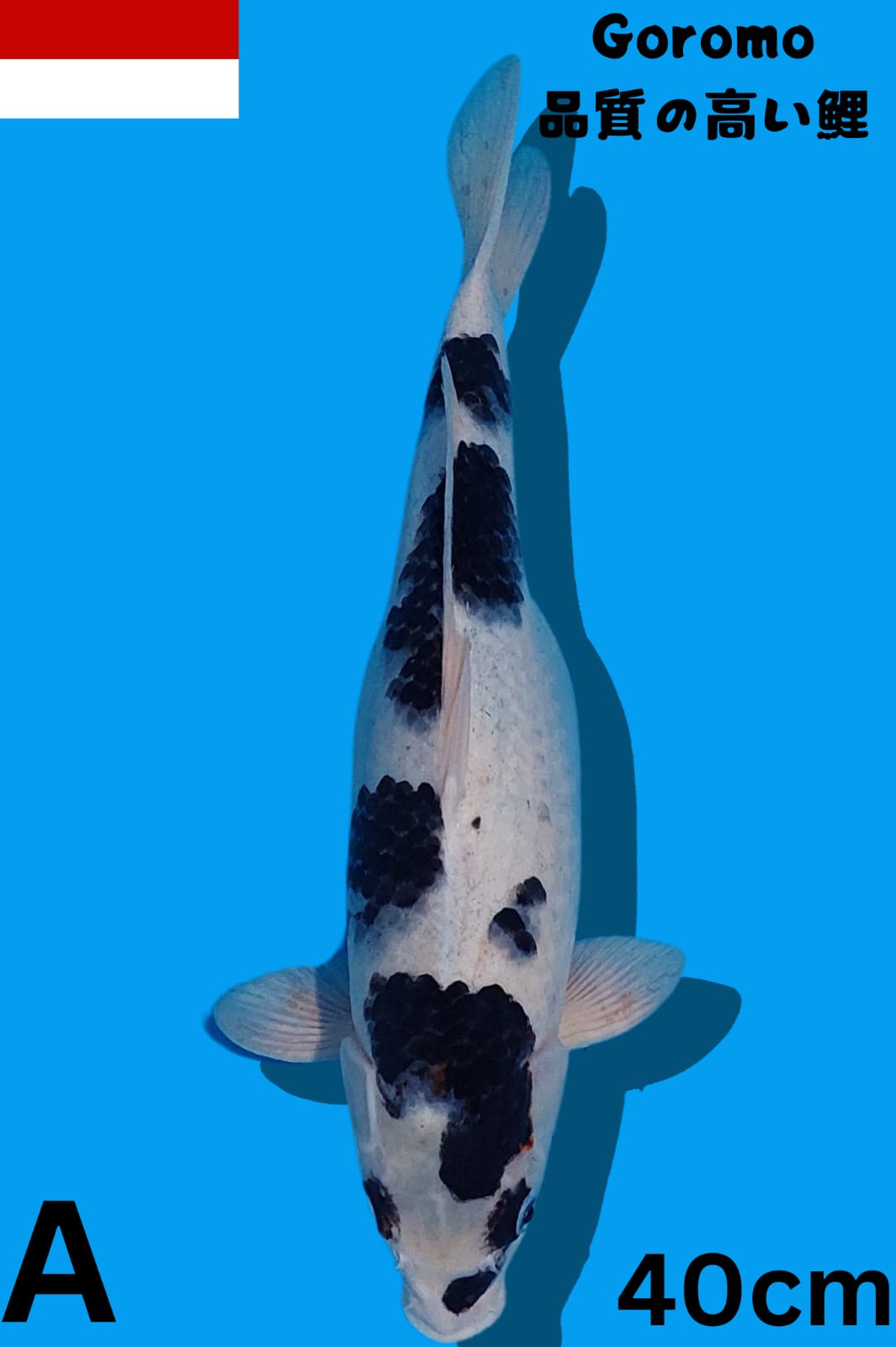 Lelang Koi Online, Jual Beli Ikan Koi, Pusat Jual Beli Koi, Info Lelang Koi Hari Ini, Platform Jual Beli Koi, Jual Beli Ikan Koi Online, Marketplace Ikan Koi, Jual Koi Terbaik, Tempat Beli Koi Berkualitas, Pasar Ikan Koi Online Terpercaya, Penjual Ikan Koi Terpercaya, Beli Koi Hias Online, Ikan Koi untuk Dijual, Koi Kualitas Terbaik, Toko Online Ikan Koi, Koi Hias Untuk Dijual, Jual Beli Ikan Koi Lokal, Koi Indonesia Online, Pusat Jual Beli Koi Terbesar