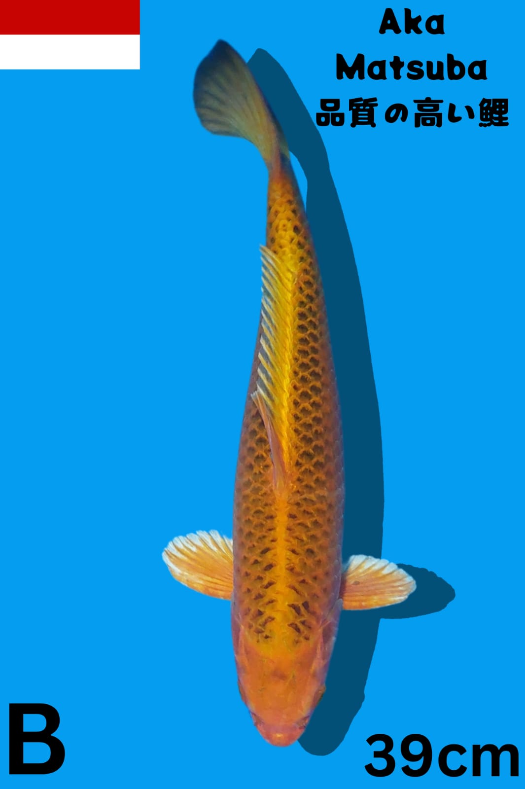 Lelang Koi Online, Jual Beli Ikan Koi, Pusat Jual Beli Koi, Info Lelang Koi Hari Ini, Platform Jual Beli Koi, Jual Beli Ikan Koi Online, Marketplace Ikan Koi, Jual Koi Terbaik, Tempat Beli Koi Berkualitas, Pasar Ikan Koi Online Terpercaya, Penjual Ikan Koi Terpercaya, Beli Koi Hias Online, Ikan Koi untuk Dijual, Koi Kualitas Terbaik, Toko Online Ikan Koi, Koi Hias Untuk Dijual, Jual Beli Ikan Koi Lokal, Koi Indonesia Online, Pusat Jual Beli Koi Terbesar