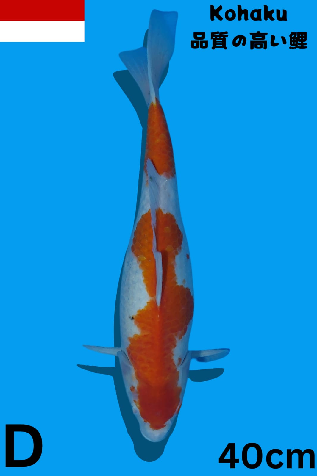 Lelang Koi Online, Jual Beli Ikan Koi, Pusat Jual Beli Koi, Info Lelang Koi Hari Ini, Platform Jual Beli Koi, Jual Beli Ikan Koi Online, Marketplace Ikan Koi, Jual Koi Terbaik, Tempat Beli Koi Berkualitas, Pasar Ikan Koi Online Terpercaya, Penjual Ikan Koi Terpercaya, Beli Koi Hias Online, Ikan Koi untuk Dijual, Koi Kualitas Terbaik, Toko Online Ikan Koi, Koi Hias Untuk Dijual, Jual Beli Ikan Koi Lokal, Koi Indonesia Online, Pusat Jual Beli Koi Terbesar